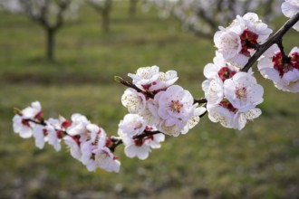 Apricot blossom, Paudorf, Lower Austria, Austria, Europe