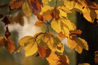 Autumn coloured leaves against the light, Rosensteinpark, Stuttgart, Baden-Württemberg, Germany,