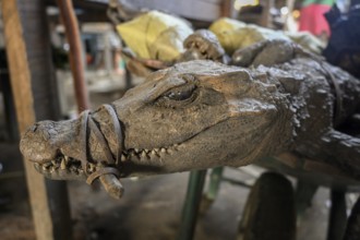 Bushmeat at a market, crocodile, poaching, Ouésso, Sangha department, Republic of the Congo