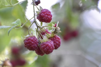 Wild raspberries (Rubus idaeus) in the forest, Chiemgau Alps, Bavaria, Germany, Europe