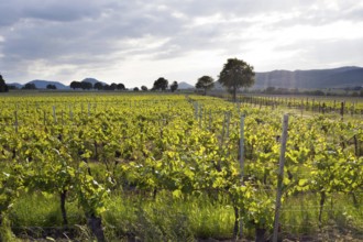 Vineyards in the southern wine route, Nußdorf, 24 05 2023