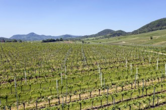 Aerial view of vineyards in the southern wine route, Frankweiler, 25 05 2023