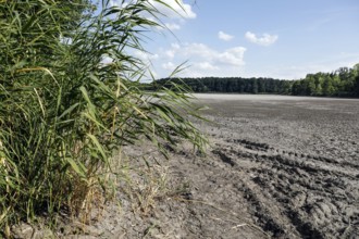 The bottom of a dried-up fish pond in Reckahn in Brandenburg looks like parched desert soil. The