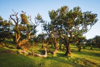 Centuries-old til trees in fantastic magical idyllic Fanal Laurisilva forest on sunset. Madeira