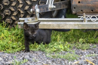 Domestic cat, 8-week-old kitten, Vulkaneifel, Rhineland-Palatinate, Germany, Europe