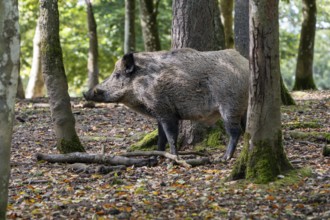 Wild boar (Sus scrofa), boar, Vulkaneifel, Rhineland-Palatinate, Germany, Europe