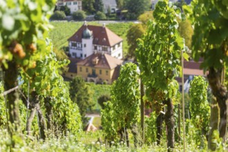 The idyllic, listed Hoflößnitz is a jewel of the Saxon wine culture landscape and the first and