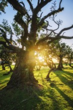 Centuries-old til trees in fantastic magical idyllic Fanal Laurisilva forest on sunset. Madeira