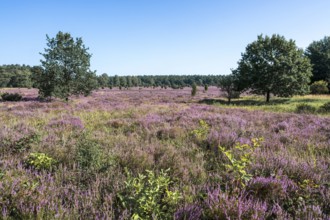 Heath landscape, flowering common heather (Calluna vulgaris), blue sky, Lüneburg Heath, Lower