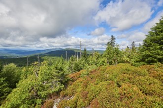 Vegetation with Norway spruce (Picea abies) and colored European blueberry (Vaccinium myrtillus) on