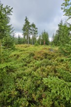 Vegetation with Norway spruce (Picea abies) and colored European blueberry (Vaccinium myrtillus) on