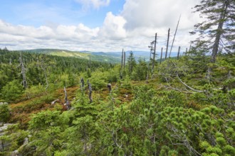 Vegetation with Norway spruce (Picea abies) and colored European blueberry (Vaccinium myrtillus) on