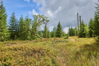 Vegetation with Norway spruce (Picea abies), an old rowan (Sorbus aucuparia) tree and colored