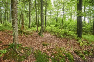 Mixed forest on Mount Lusen in late summer, Bavarian Forest, Bavaria, Germany, Europe