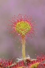 Common sundew (Drosera rotundifolia), close-up, fully spread out and ready to catch an insect,