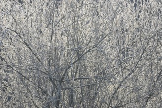 Winter landscape, trees covered with hoarfrost, backlit, North Rhine-Westphalia, Germany, Europe