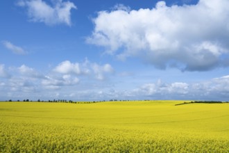 Rapeseed field, rapeseed (Brassica napus) in bloom, blue sky, white clouds, Thuringia, Germany,