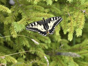 Swallowtail (Papilio machaon) on a spruce tree, Berchtesgaden Alps, Bavaria, Germany, Europe