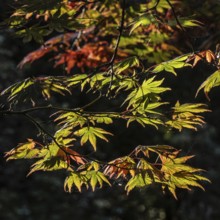 Japanese fan maple (Acer palmatum Trompenburg), autumn foliage, Emsland, Lower Saxony, Germany,