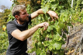 Winemaker Kilian Franzen harvesting Riesling grapes in one of the steepest vineyards in Europe,