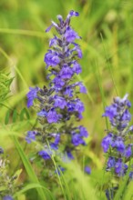 Blue bugle (Ajuga genevensis), Bavaria, Germany, Europe