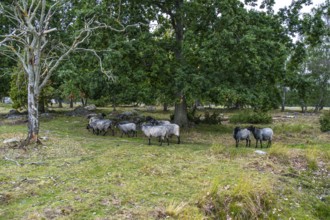 Sheep grazing under the Öland Bridge (Ölandsbron) in the evening light, Kalmar, Kalmar län, Sweden,