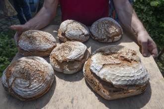 Freshly baked wood-fired bread on a tray, baking oven festival in Franconia, Bavaria, Germany,