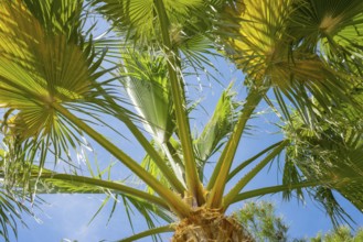 Green palm leaves against a blue sky on a sunny day, sunlit palm leaves in fan shape, mexican fan