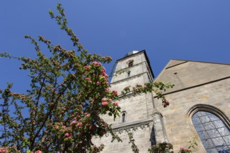 St Martin's Church from the 12th century, former collegiate monastery, Forchheim, Upper Franconia,