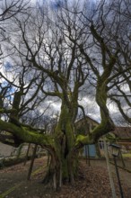 500-year-old summer lime tree (Tilia platyphyllos), Kersbach, Middle Franconia, Bavaria, Germany,