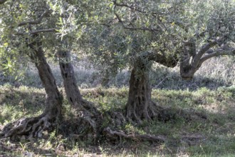 Olive trees (Olea europaea), Sicily, Italy, Europe