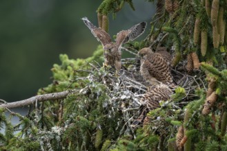 Common kestrel (Falco tinnunculus), young birds not yet ready to fly in the nest,