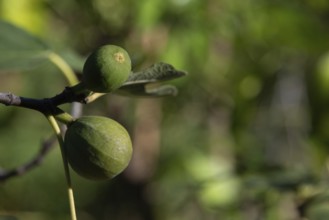 Green figs, fig tree in the biblical garden Friedensau, Saxony-Anhalt, Germany, Europe