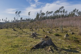 Cleared forest in the Senne landscape, forest, deforestation, environment, climate, deforestation,