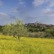 San Gimignano, Tuscany, Italy, Europe