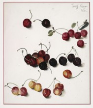 Illustration of various cherries in red and yellow against a light-coloured background, painting by