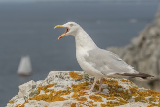 Herringgull (Larus argentatus) screaming on a rock at the edge of a cliff. Camaret, Crozon,