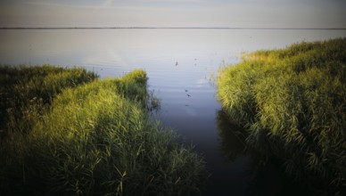 Morning atmosphere at the Bodstedter Bodden near Born am Darß Born, 31.07.2024