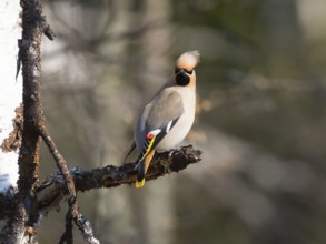 Bohemian waxwing (Bombycilla garrulus) feeding on Willow catkins, (Salix sp.), May, Finnish Lapland