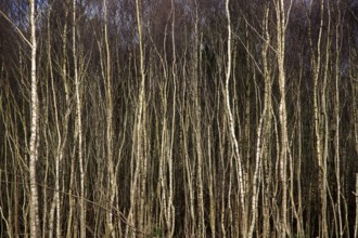 Dense woodland of silver birch trees, Betula pendula, Suffolk Sandlings AONB, Suffolk, England, UK