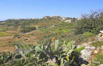 Rural farming landscape hilltop village of Xaghra, island of Gozo, Malta, Europe