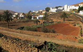 Farmland and houses in the village of Toto, Pajara, Fuerteventura, Canary Islands, Spain, Europe