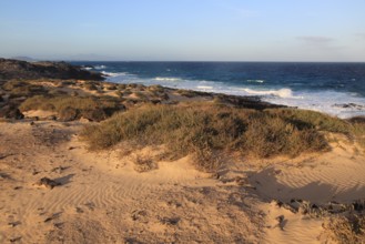 Coastal landscape sandy beach dunes, Corralejo, Fuerteventura, Canary Islands, Spain, Europe