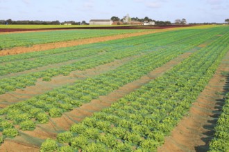 Lettuce crop growing in field, Buckanay Farm, Alderton, Suffolk, England, UK