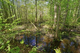 Trees grow in the water in the alluvial forest at Kirchwerder Mühlendamm, an old bird sanctuary in