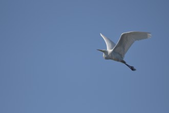 Great egret (Casmerodius albus), adult bird in flight, in front of blue sky, subsidence area,