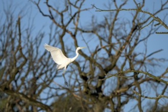 Great egret (Casmerodius albus), adult bird approaching, subsidence area, Bottrop, Ruhr area, North