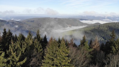 Aerial view of the Palatinate Forest in autumn