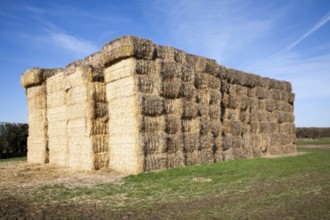 Large stack of straw bales standing in a field, Easton, Suffolk, England, United Kingdom, Europe