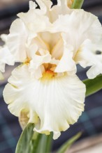 Beautiful multicolored iris flower bloom in the garden. Close up, fragility and summer concept